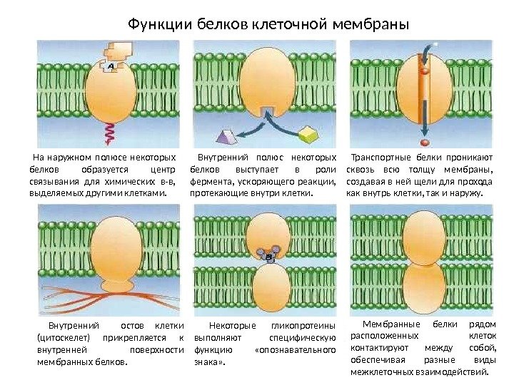 Какую функцию выполняют белки мембран
