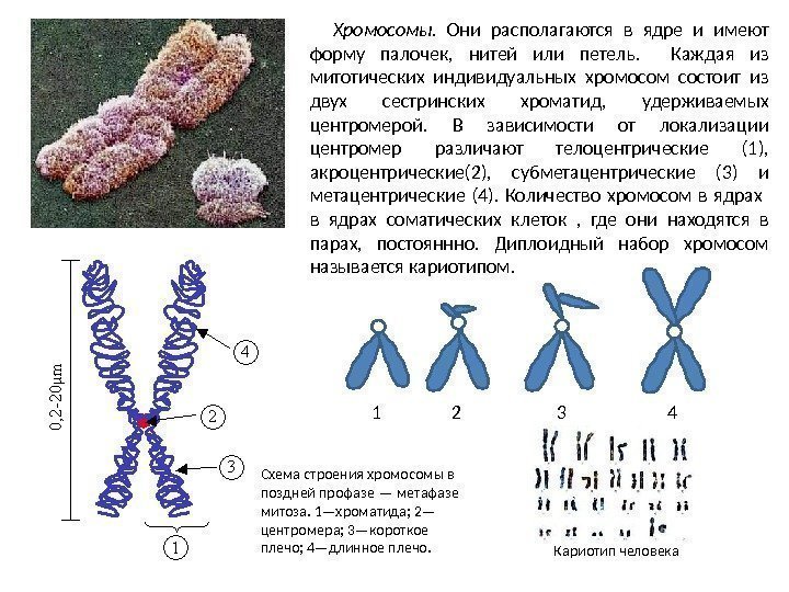 Схема строения хромосомы в поздней профазе — метафазе митоза. 1—хроматида; 2— центромера; 3—короткое плечо;