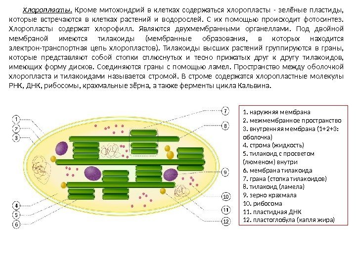 Хлоропласты.  Кроме митохондрий в клетках содержаться хлоропласты - зелёные пластиды,  которые встречаются