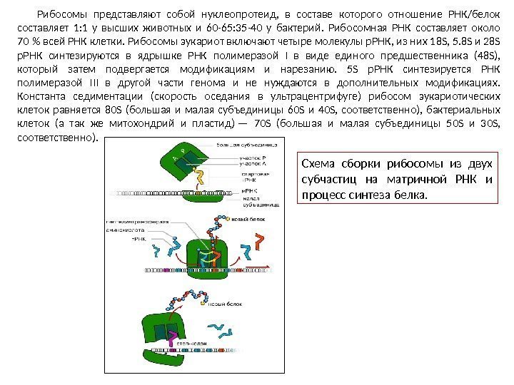 Рибосомы представляют собой нуклеопротеид,  в составе которого отношение РНК/белок составляет 1: 1 у