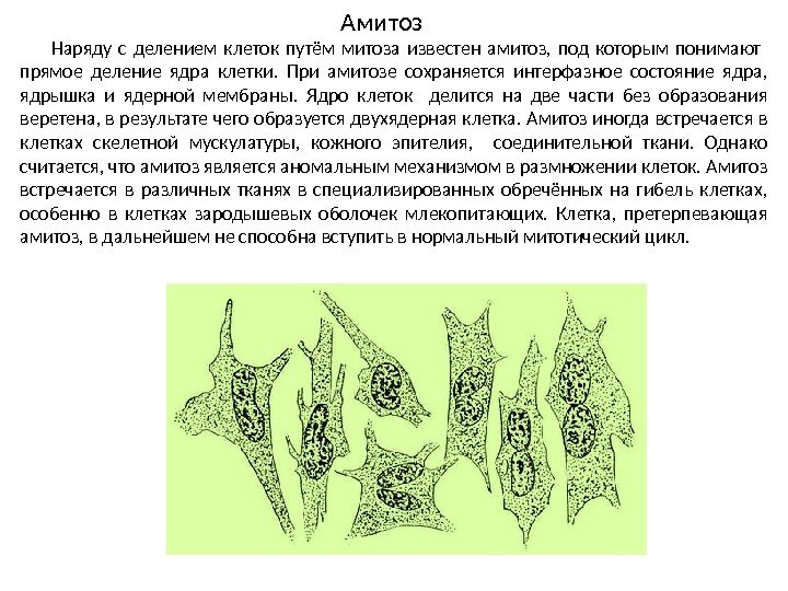 Амитоз Наряду с делением клеток путём митоза известен амитоз,  под которым понимают 