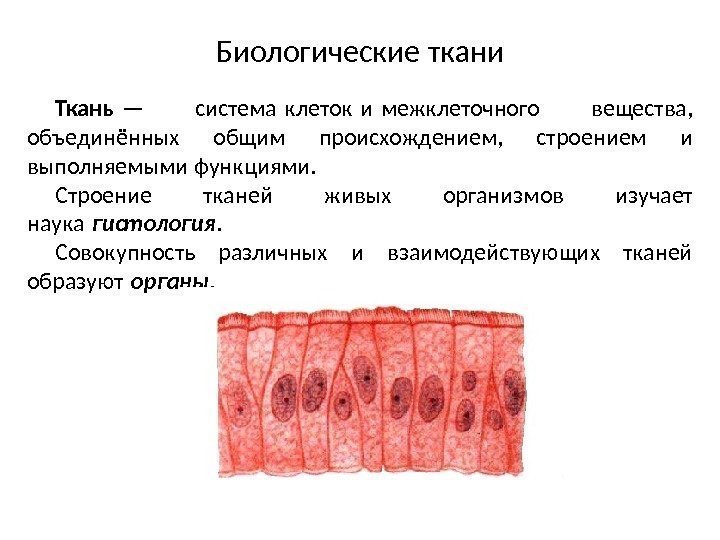 Биологические ткани Ткань — система клеток и межклеточного вещества, объединённых общим происхождением,  строением