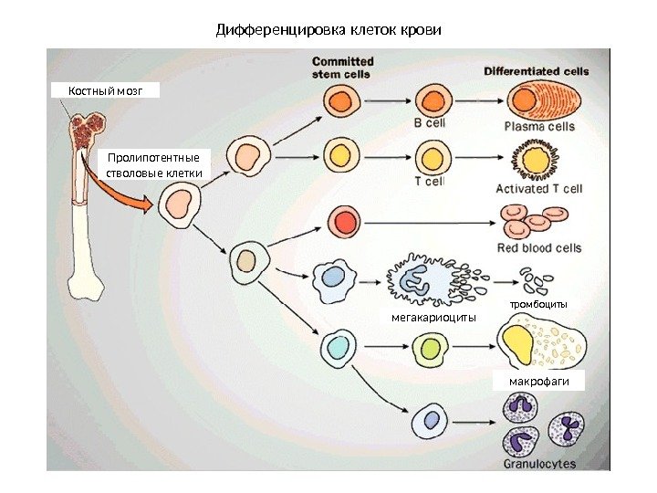 Костный мозг Пролипотентные стволовые клетки тромбоциты макрофагимегакариоциты. Дифференцировка клеток крови 