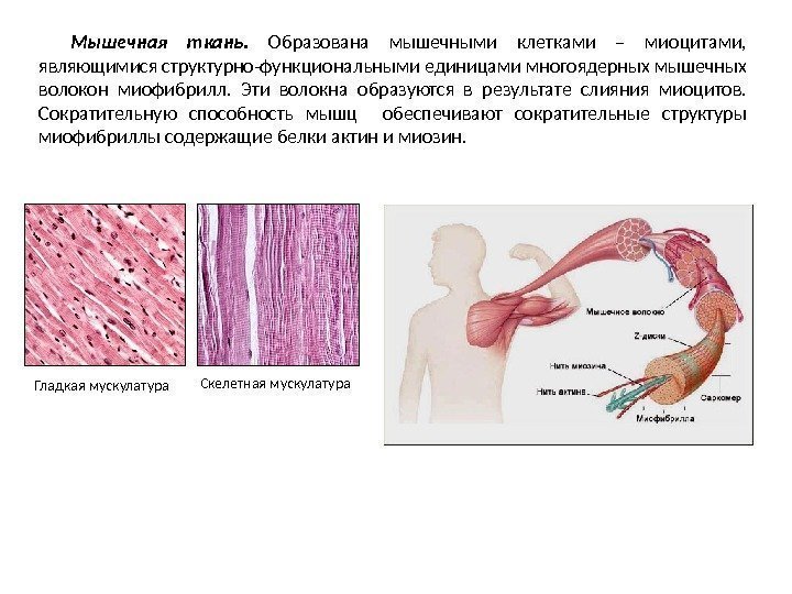 Мышечная ткань.  Образована мышечными клетками – миоцитами,  являющимися структурно-функциональными единицами многоядерных мышечных