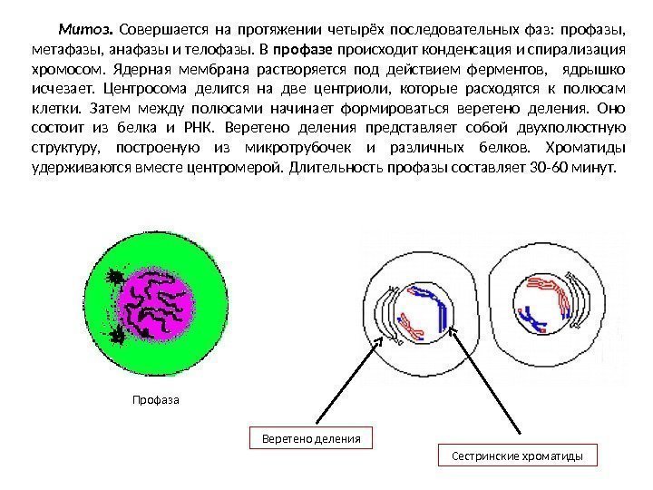 Спирализация хромосом происходит в фазе. Ранняя и поздняя профаза. Размножение клетки митоз и его фазы. Клетка в поздней профазе. Конденсация хромосом в профазе митоза.