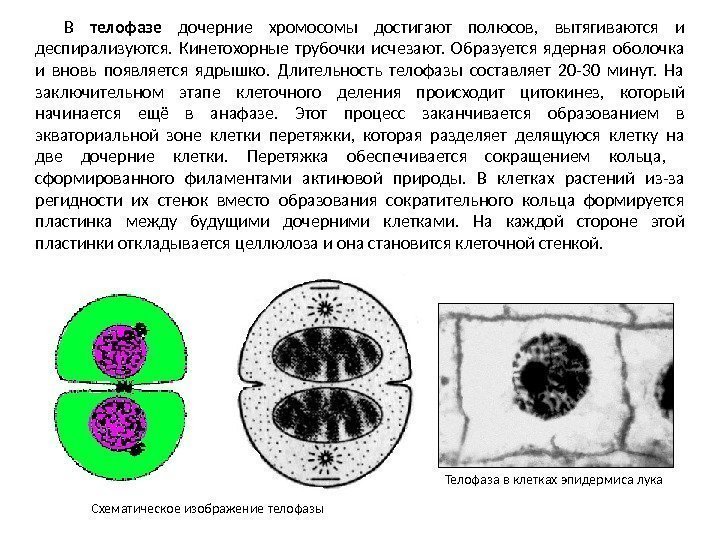 В телофазе  дочерние хромосомы достигают полюсов,  вытягиваются и деспирализуются.  Кинетохорные трубочки