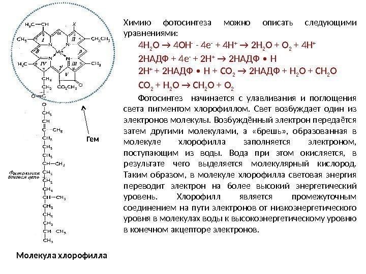 Молекула хлорофилла Гем Химию фотосинтеза можно описать следующими уравнениями: 4 Н 2 О →