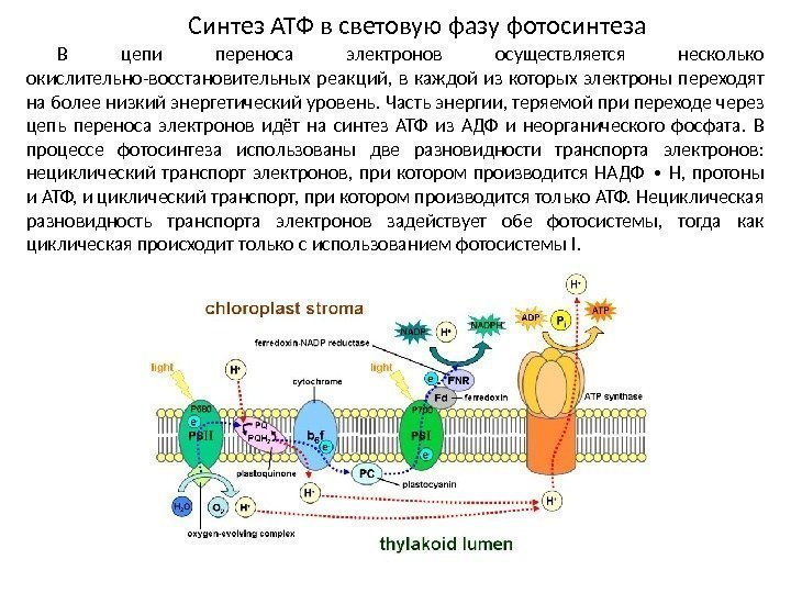 Синтез АТФ в световую фазу фотосинтеза В цепи переноса электронов осуществляется несколько окислительно-восстановительных реакций,