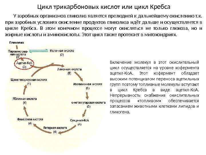 Цикл трикарбоновых кислот или цикл Кребса У аэробных организмов гликолиз является прелюдией к дальнейшему