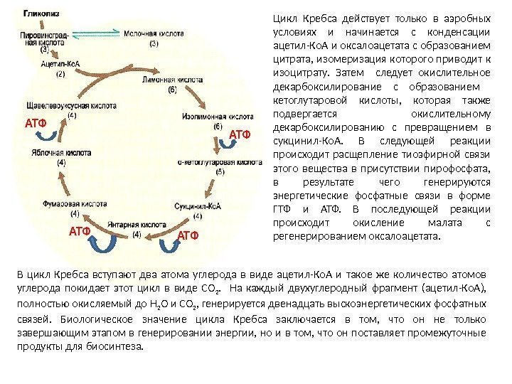 Цикл Кребса действует только в аэробных условиях и начинается с конденсации ацетил-Ко. А и