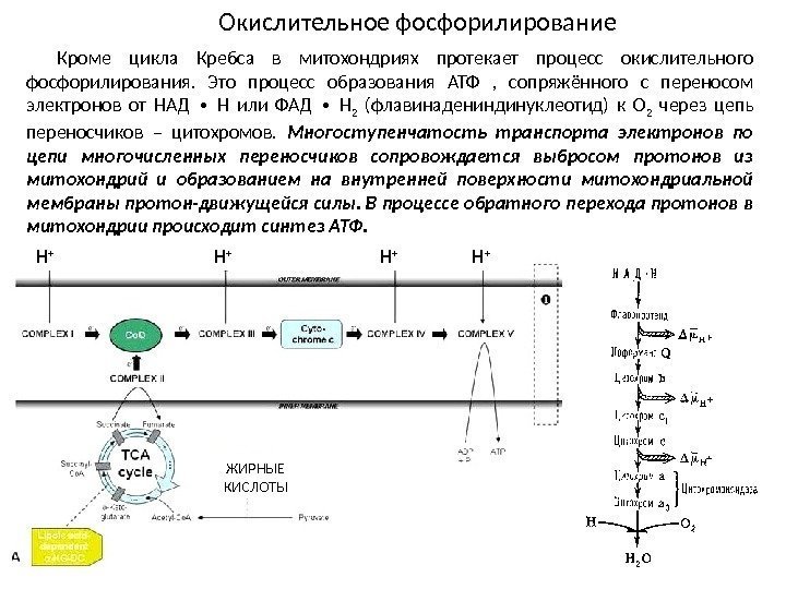Н + Н + ЖИРНЫЕ КИСЛОТЫОкислительное фосфорилирование Кроме цикла Кребса в митохондриях протекает процесс