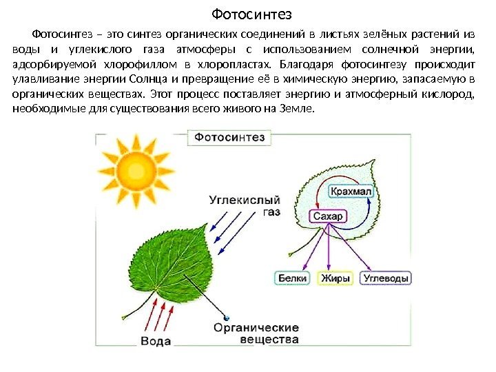Фотосинтез – это синтез органических соединений в листьях зелёных растений из воды и углекислого