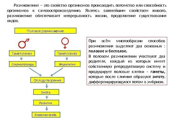 Размножение – это свойство организмов производить потомство или способность организмов к самовоспроизведению.  Являясь