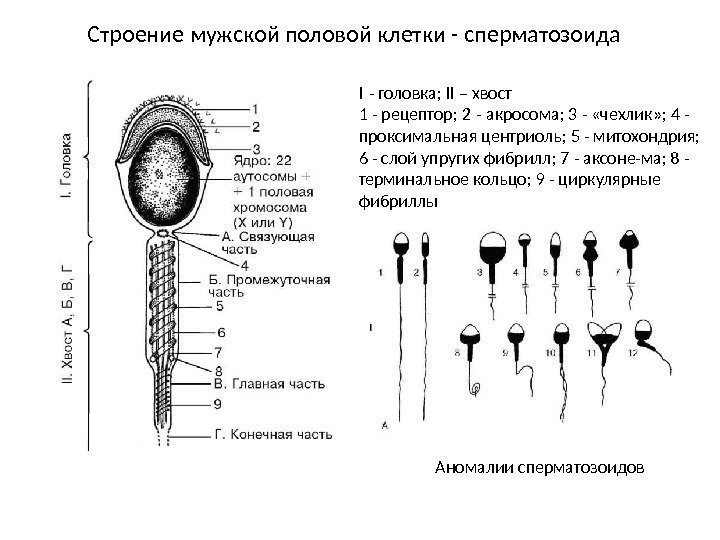 Строение мужской половой клетки - сперматозоида I - головка; II – хвост 1 -