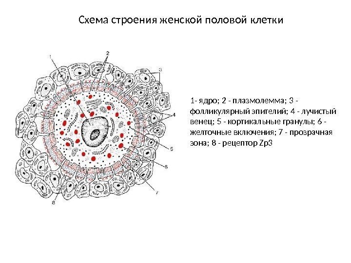 Схема строения женской половой клетки 1 - ядро; 2 - плазмолемма; 3 - фолликулярный