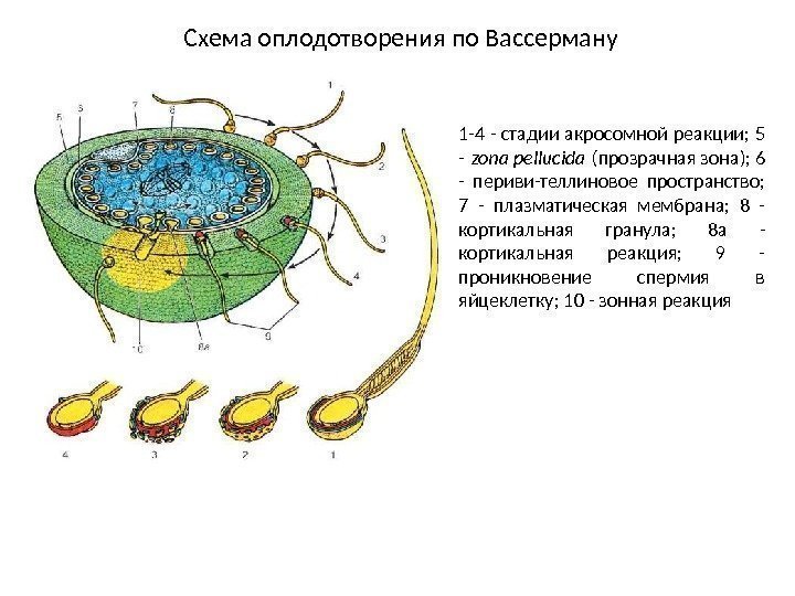 Схема оплодотворения по Вассерману 1 -4 - стадии акросомной реакции; 5 - zona pellucida