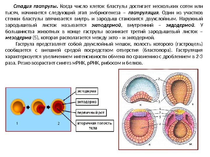 Стадия гаструлы.  Когда число клеток бластулы достигает нескольких сотен или тысяч,  начинается