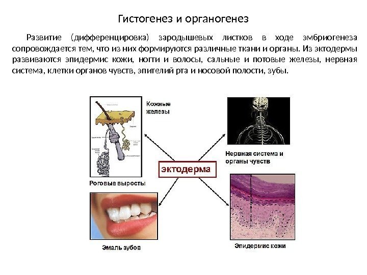 Развитие (дифференцировка) зародышевых листков в ходе эмбриогенеза сопровождается тем, что из них формируются различные