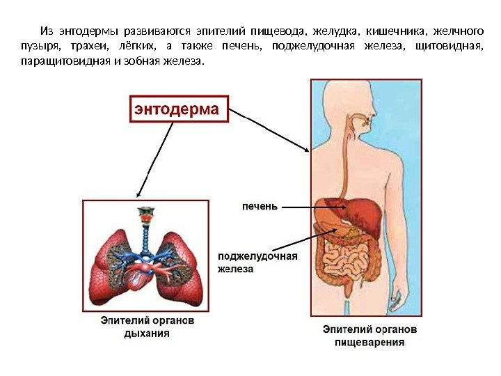 Легкие энтодерма почки. Что развивается из энтодермы. Энтодерма органы и ткани. Энтодерма у человека.