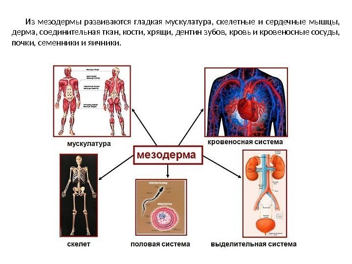 Из мезодермы развиваются гладкая мускулатура,  скелетные и сердечные мышцы,  дерма, соединительная ткан,