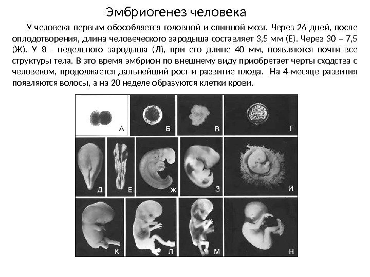 У человека первым обособляется головной и спинной мозг.  Через 26 дней,  после