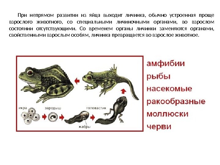 При непрямом развитии из яйца выходит личинка,  обычно устроенная проще взрослого животного, 