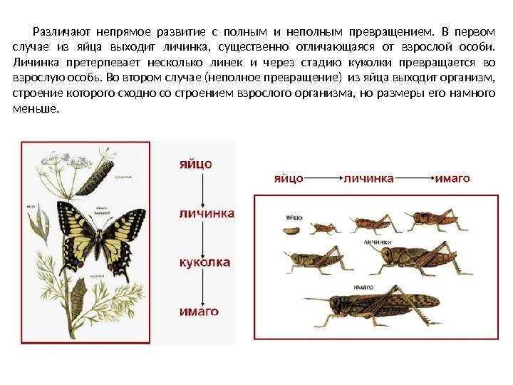 Различают непрямое развитие с полным и неполным превращением.  В первом случае из яйца