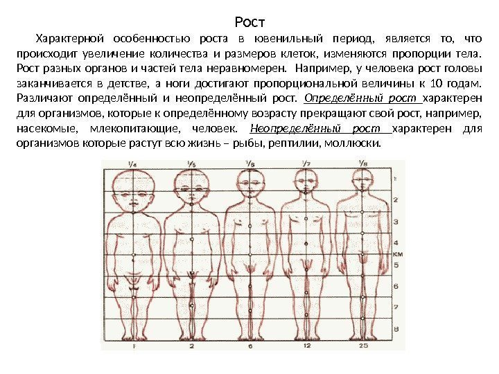 Рост Характерной особенностью роста в ювенильный период,  является то,  что происходит увеличение