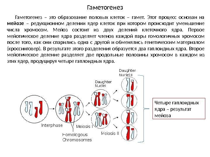 Гаметогенез – это образование половых клеток – гамет.  Этот процесс основан на мейозе