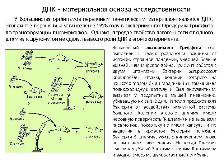 У большинства организмов первичным генетическим материалом является ДНК.  Этот факт в первые был