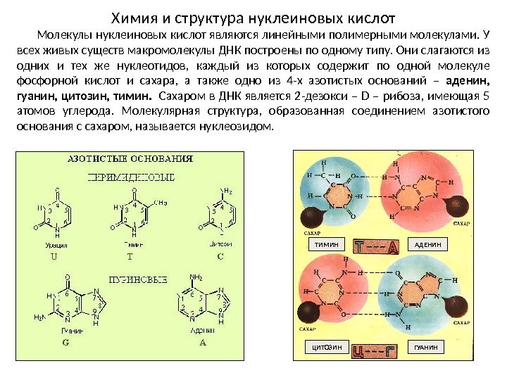 Химия и структура нуклеиновых кислот Молекулы нуклеиновых кислот являются линейными полимерными молекулами. У всех