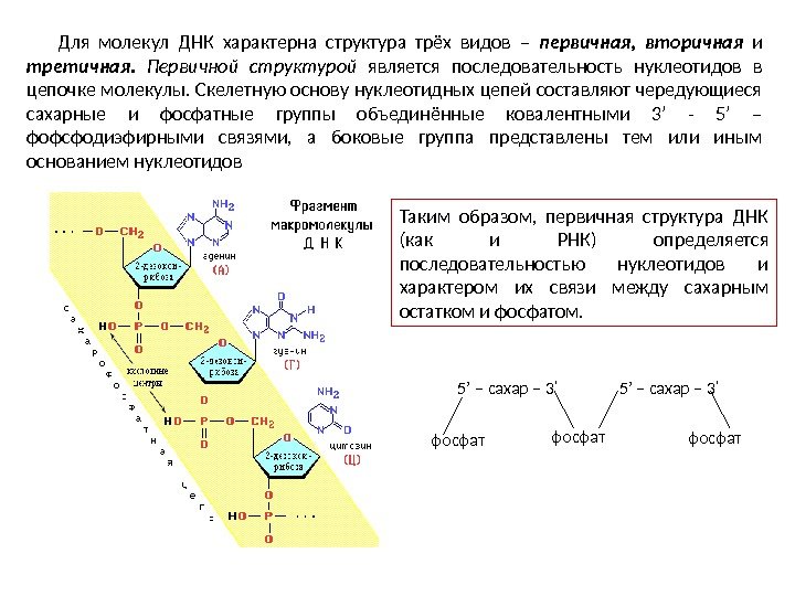 Для молекул ДНК характерна структура трёх видов – первичная,  вторичная  и третичная.