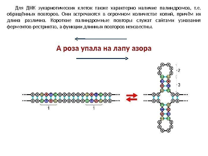 Для ДНК эукариотических клеток также характерно наличие палиндромов,  т. е.  обращённых повторов.