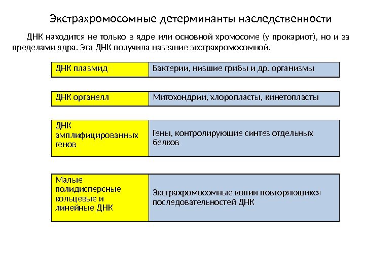 Экстрахромосомные детерминанты наследственности ДНК находится не только в ядре или основной хромосоме (у прокариот),