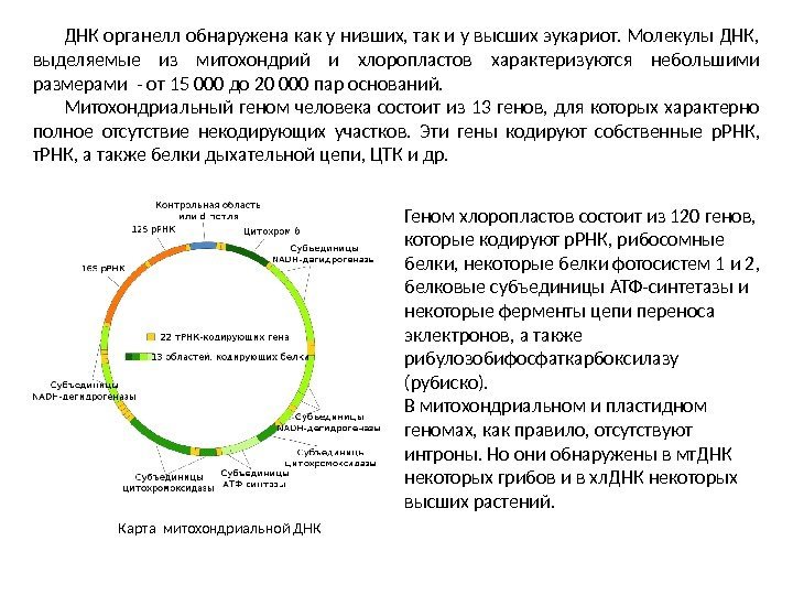 ДНК органелл обнаружена как у низших, так и у высших эукариот. Молекулы ДНК, 