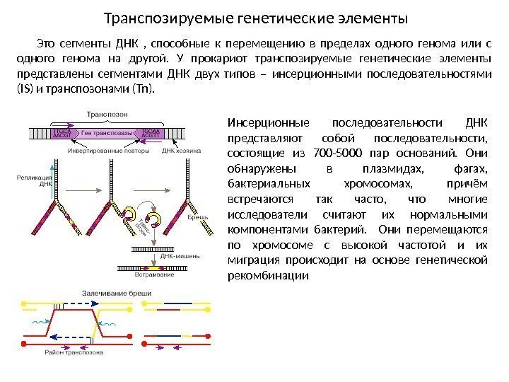 Транспозируемые генетические элементы Это сегменты ДНК ,  способные к перемещению в пределах одного