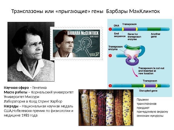 Научная сфера – Генетика Место работы – Корнельский университет Университет Миссури Лаборатория в Колд