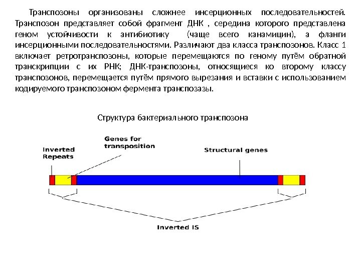 Транспозоны организованы сложнее инсерционных последовательностей.  Транспозон представляет собой фрагмент ДНК ,  середина