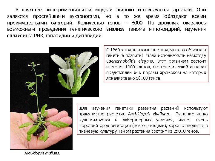 В качестве экспериментальной модели широко используются дрожжи.  Они являются простейшими эукариотами,  но