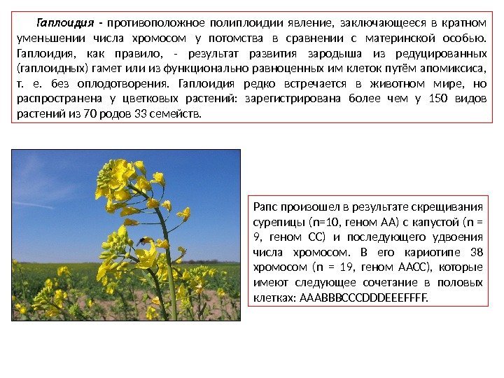 Гаплоидия - противоположное полиплоидии явление,  заключающееся в кратном уменьшении числа хромосом у потомства