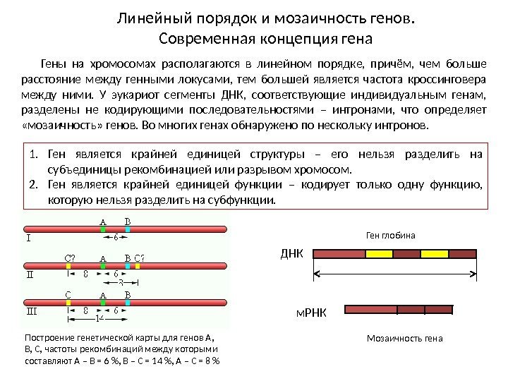 Линейный порядок и мозаичность генов.  Современная концепция гена Гены на хромосомах располагаются в