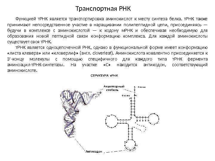 Функцией т. РНК является транспортировка аминокислот к месту синтеза белка.  т. РНК также