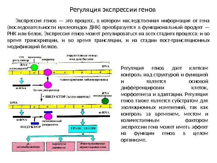 Экспрессировать это. Механизмы регуляции экспрессии генов у прокариот. Схема регуляции трансляции у эукариот. Этапы экспрессии генов схема. Этапы экспрессии генов эукариот.