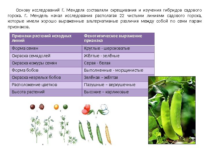 Признаки растений исходных линий Фенотипическое выражение признака Форма семян Круглые - шероховатые Окраска семядолей