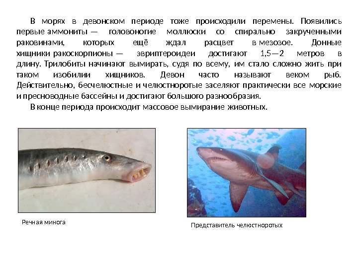 В морях в девонском периоде тоже происходили перемены.  Появились первые аммониты — головоногие