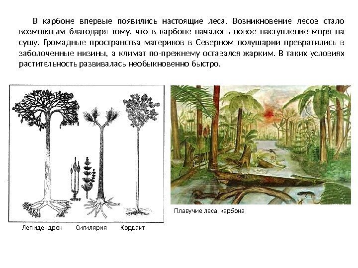 В карбоне впервые появились настоящие леса.  Возникновение лесов стало возможным благодаря тому, 