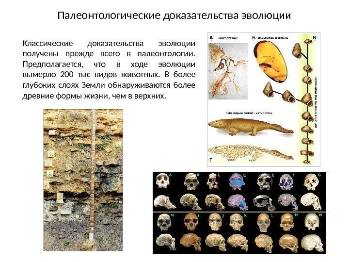 Доказательства эволюции животных. Палеонтологические доказательства эволюции. Доказательства палеонтологии. Палеонтологические доказательства эволюции примеры. Палеонтологические доказательства примеры.