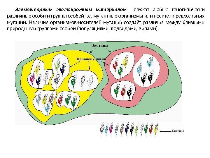 Элементарным эволюционным материалом  служат любые генотипически различные особи и группы особей т. е.