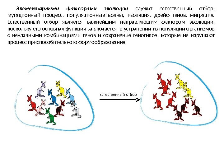 Элементарными факторами эволюции служит естественный отбор,  мутационный процесс,  популяционные волны,  изоляция,