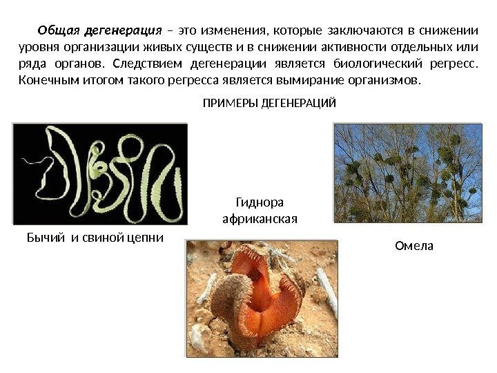 Понятия дегенерации